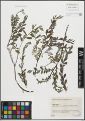 Foto von Salix repens L.